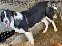DEANNA, Hund, Mischlingshund in Griechenland - Bild 12