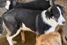 DEANNA, Hund, Mischlingshund in Griechenland - Bild 2