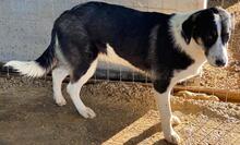 DEANNA, Hund, Mischlingshund in Griechenland - Bild 3