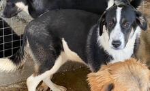 DEANNA, Hund, Mischlingshund in Griechenland - Bild 4