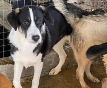 DEANNA, Hund, Mischlingshund in Griechenland - Bild 5