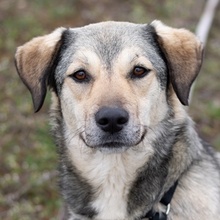 BIJOU, Hund, Mischlingshund in Griechenland - Bild 1
