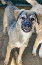 BIJOU, Hund, Mischlingshund in Griechenland - Bild 10