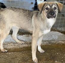 BIJOU, Hund, Mischlingshund in Griechenland - Bild 12