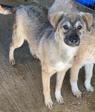 BIJOU, Hund, Mischlingshund in Griechenland - Bild 13