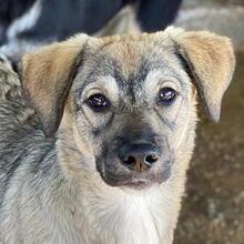 BIJOU, Hund, Mischlingshund in Griechenland - Bild 3