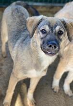 BIJOU, Hund, Mischlingshund in Griechenland - Bild 4