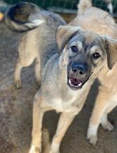 BIJOU, Hund, Mischlingshund in Griechenland - Bild 6