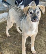 BIJOU, Hund, Mischlingshund in Griechenland - Bild 9