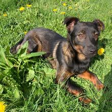 MARLEY, Hund, Mischlingshund in Kroatien - Bild 1