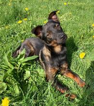 MARLEY, Hund, Mischlingshund in Kroatien - Bild 3