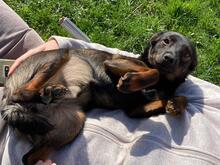 MARLEY, Hund, Mischlingshund in Kroatien - Bild 4