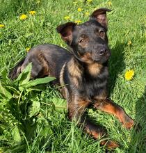 MARLEY, Hund, Mischlingshund in Kroatien - Bild 6