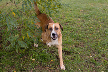 KIMBO, Hund, Mischlingshund in Kroatien - Bild 2