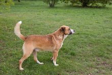 KIMBO, Hund, Mischlingshund in Kroatien - Bild 3