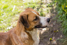 KIMBO, Hund, Mischlingshund in Kroatien - Bild 4