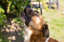 KIMBO, Hund, Mischlingshund in Kroatien - Bild 5