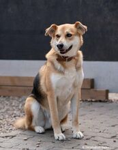 HUGO, Hund, Mischlingshund in Hanau-Großauheim - Bild 1