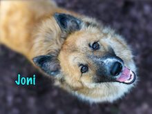 JONI, Hund, Mischlingshund in Russische Föderation - Bild 1