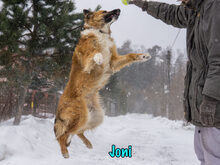 JONI, Hund, Mischlingshund in Russische Föderation - Bild 10