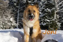 JONI, Hund, Mischlingshund in Russische Föderation - Bild 11