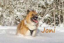JONI, Hund, Mischlingshund in Russische Föderation - Bild 12