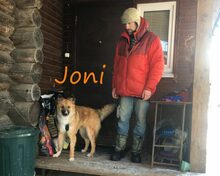 JONI, Hund, Mischlingshund in Russische Föderation - Bild 13