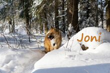 JONI, Hund, Mischlingshund in Russische Föderation - Bild 14