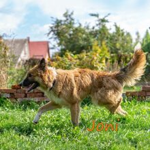 JONI, Hund, Mischlingshund in Russische Föderation - Bild 16