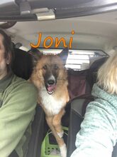 JONI, Hund, Mischlingshund in Russische Föderation - Bild 17