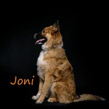 JONI, Hund, Mischlingshund in Russische Föderation - Bild 18