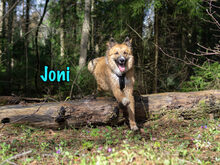 JONI, Hund, Mischlingshund in Russische Föderation - Bild 2