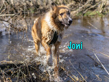 JONI, Hund, Mischlingshund in Russische Föderation - Bild 4