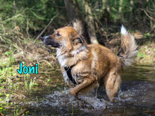 JONI, Hund, Mischlingshund in Russische Föderation - Bild 6