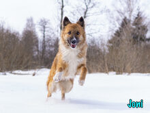 JONI, Hund, Mischlingshund in Russische Föderation - Bild 8