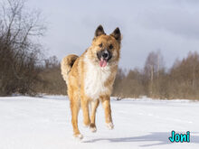 JONI, Hund, Mischlingshund in Russische Föderation - Bild 9