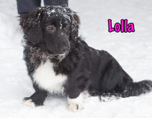 LOLLA, Hund, Mischlingshund in Weiler-Simmerberg - Bild 3