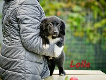 LOLLA, Hund, Mischlingshund in Weiler-Simmerberg - Bild 5