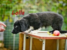 LOLLA, Hund, Mischlingshund in Weiler-Simmerberg - Bild 6