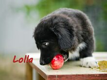 LOLLA, Hund, Mischlingshund in Weiler-Simmerberg - Bild 7