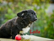 LOLLA, Hund, Mischlingshund in Weiler-Simmerberg - Bild 8