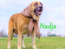 NADJA, Hund, Mischlingshund in Russische Föderation - Bild 1