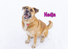 NADJA, Hund, Mischlingshund in Russische Föderation - Bild 10