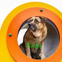 NADJA, Hund, Mischlingshund in Russische Föderation - Bild 11