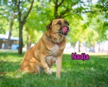 NADJA, Hund, Mischlingshund in Russische Föderation - Bild 12