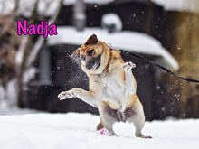 NADJA, Hund, Mischlingshund in Russische Föderation - Bild 13