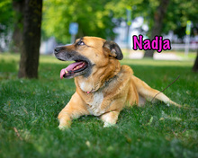 NADJA, Hund, Mischlingshund in Russische Föderation - Bild 14