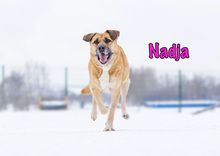 NADJA, Hund, Mischlingshund in Russische Föderation - Bild 15