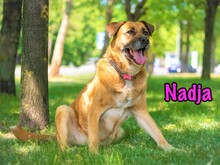 NADJA, Hund, Mischlingshund in Russische Föderation - Bild 16