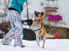 NADJA, Hund, Mischlingshund in Russische Föderation - Bild 17